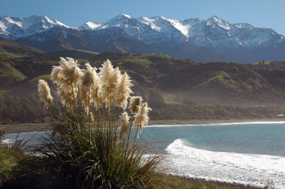 Toetoe grass, native to the New Zealand South Island's east coast, blows in the wind. In the distance is the Seaward Kaikoura Range. Photo credit: Fes de Scally