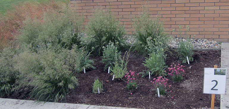 A picture of the Reichwald Health Sciences Centre South-side Plant Bed, which Gardening Club members Maureen David designed and Casey Hamilton planted.