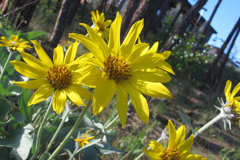 An arrow-leaved balsamroot plant, the Okanagan's native 'sunflower'.
