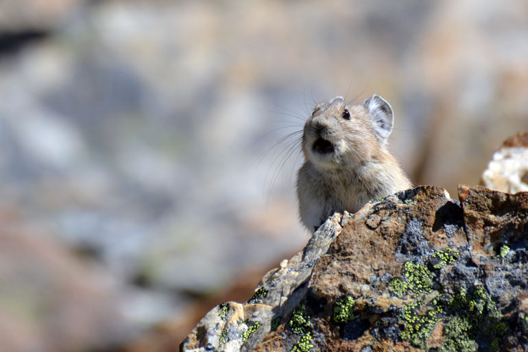 An elusive and climate-sensitive American pika (Ochotona princeps) calling.  Image Credit: Philippe Henry, CC BY 4.0 