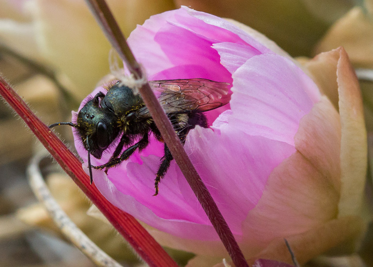 Participants at the last Bee Central event of the summer will create homes for mason bees. Unlike honey bees, mason bees are prolific pollinators that often live solitary lives. Photo credit: Bob Lalonde.