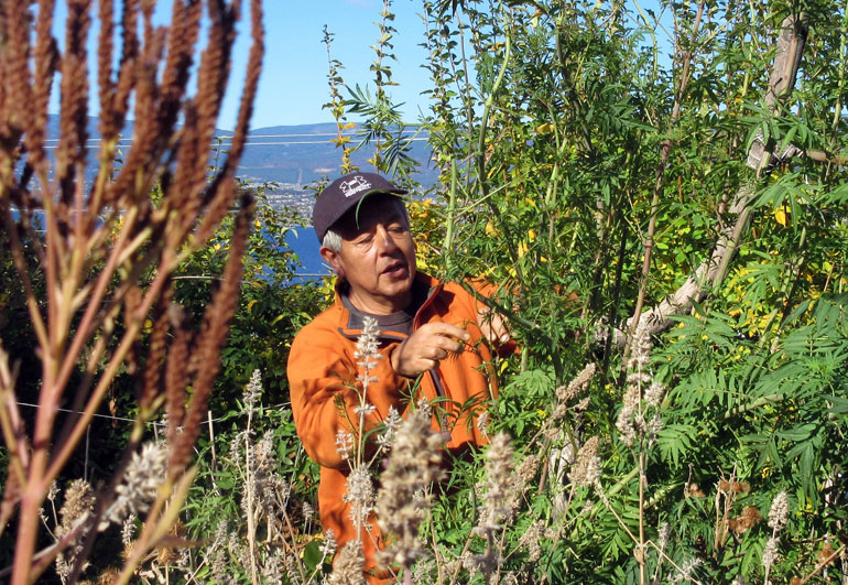 In an organic garden near Summerhill Pyramid Winery, Tirso Gonzales looks over a variety of plants including catnip, mint, nettle, and mustard that grow unfettered in a friend’s sanctuary. Photo credit: Gabe Cipes.