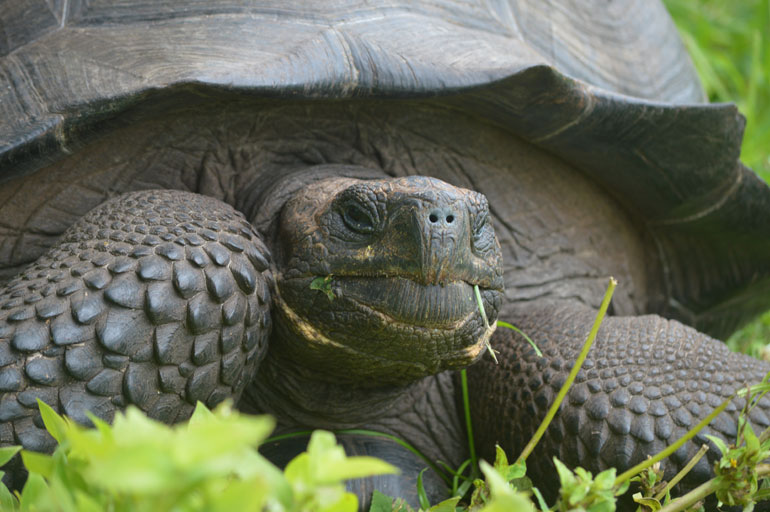 A new species of giant tortoise, Chelonoidis donfaustoi, has been discovered on Ecuador’s Galápagos Archipelago. UBC biology professor Michael Russello was on the team of international scientists who identified this species. Photo credit: James P. Gibbs 