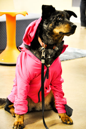 Binfet's dog, Frances, participates in UBC Okanagan's B.A.R.K. program, which helps foster emotional well-being in students.