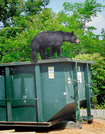 UBC research indicates bear management strategies need to improve to educate people and protect the bear population.