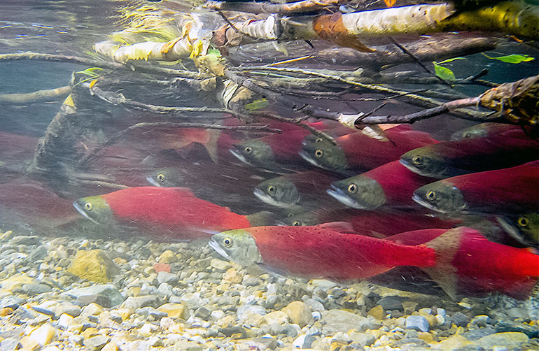 New genetic markers in sockeye salmon that can help improve management of fish populations. Photo credit: Kyle Hawes