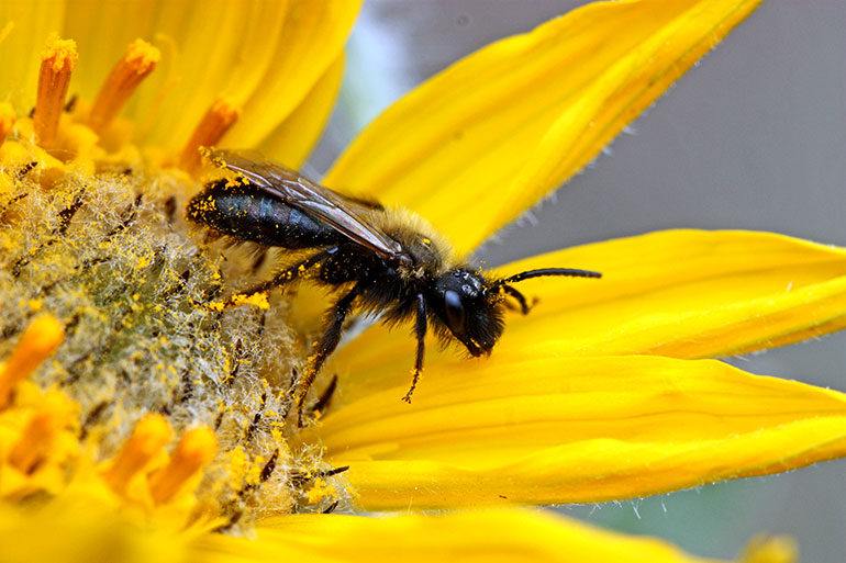 This weekend's Pollinator Picnic celebrates the success of Kelowna's newly-established nectar trail. Photo credit: Bob Lalonde