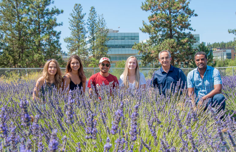 Associate professor Soheil Mahmoud (second from right) with his research team at UBC’s Okanagan lavender field.