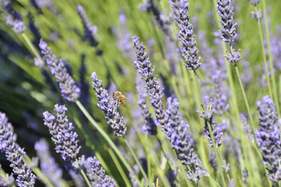 Lavender has a natural ability to attract bees and deter other insects that can harm it.
