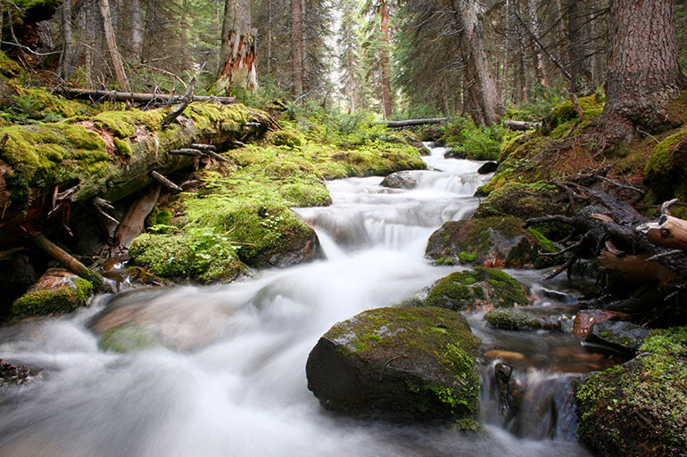 Acting as natural reservoirs, forests in watersheds release and purify water by slowing erosion and delaying its release into streams.