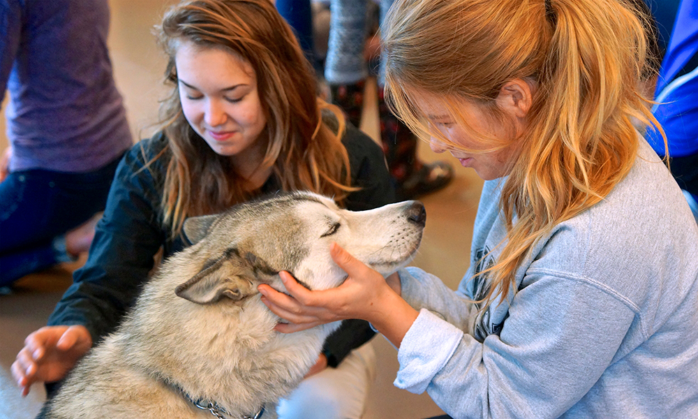 Student petting husky dog