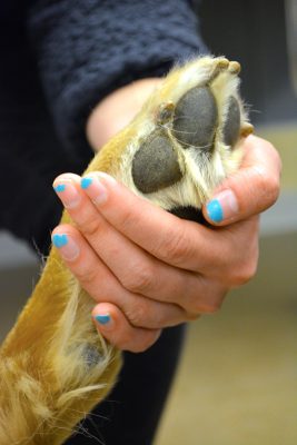 Hand with painted nails holding a dog's paw