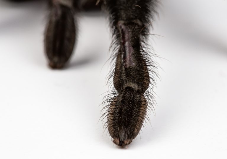 Isolated macro photo of spider's paw
