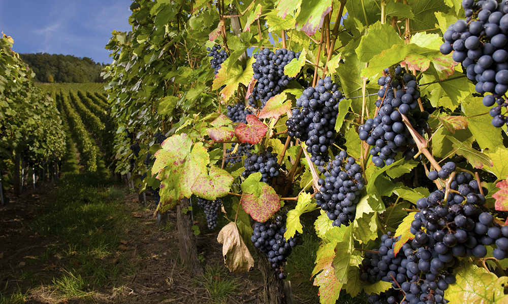 Grapes in an vineyard.