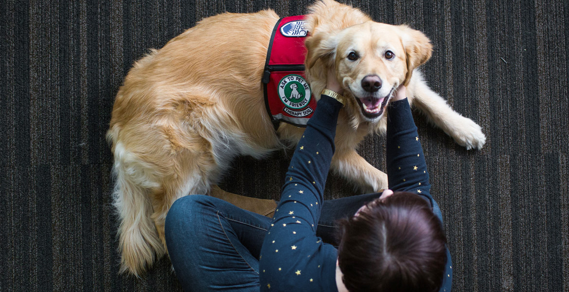 UBC Okanagan student petting a canine therapy dog