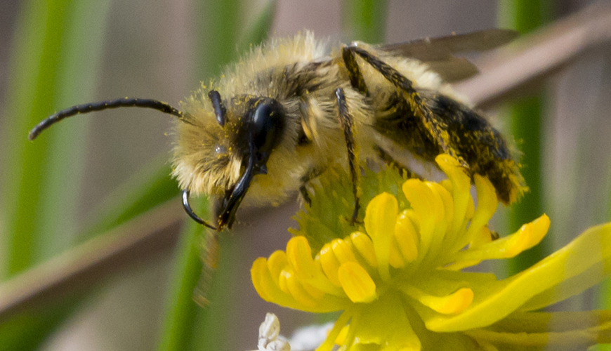 Minging bee