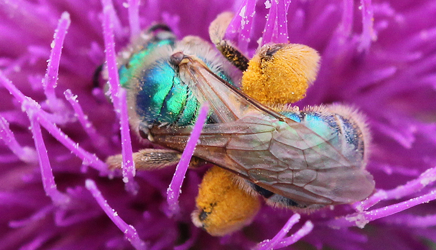 Pollen baskets on the hind legs of a bee