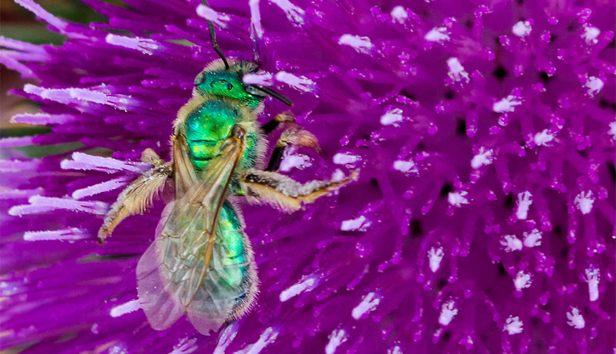 Native sweat bee pollinating a purple flower