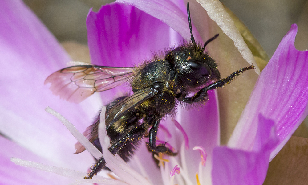 Mason bee on a pink flower