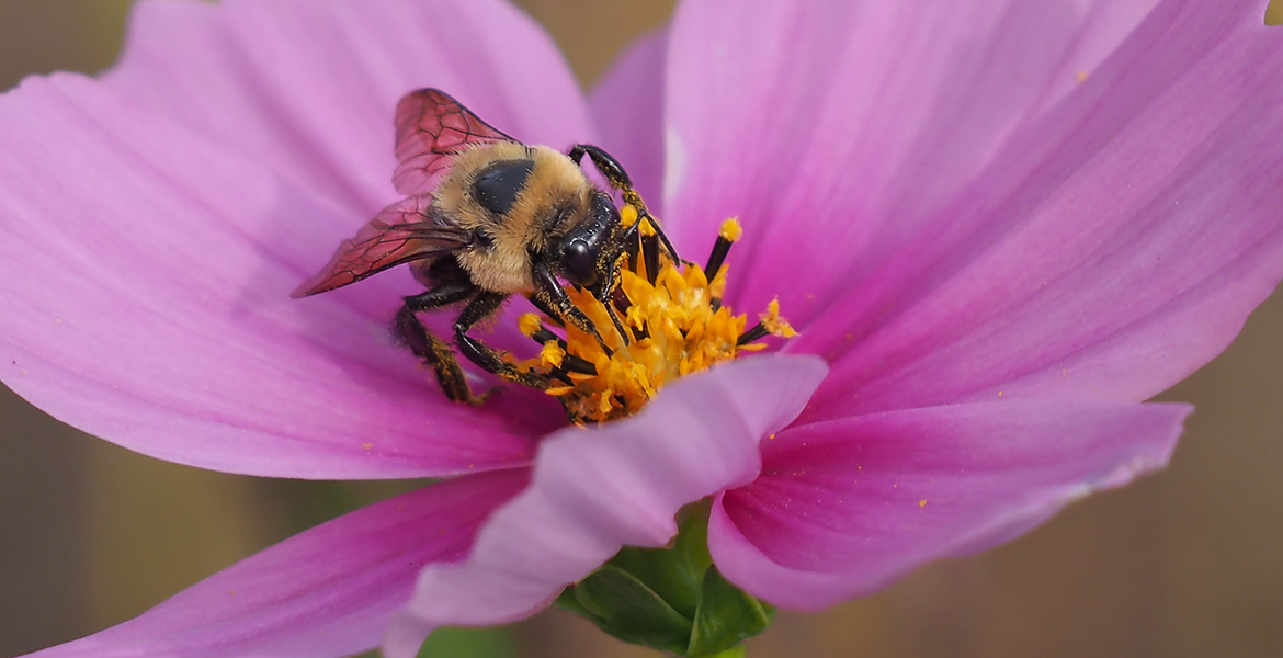 Larastock Honey Bee collecting pollen on flower