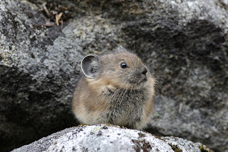 An American pika in North Cascades National Park (Photo credit: Andrew Veale) 