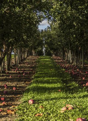 The view down a row of apple trees