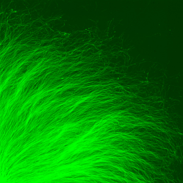 Healthy neurons visualized using fluorescent microscopy.