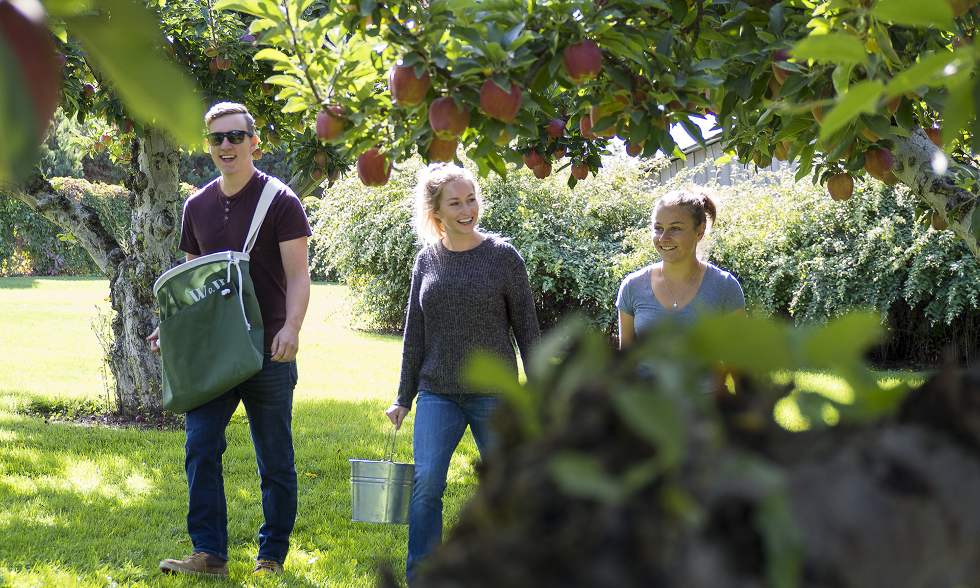 Three students walking through an apple orchard