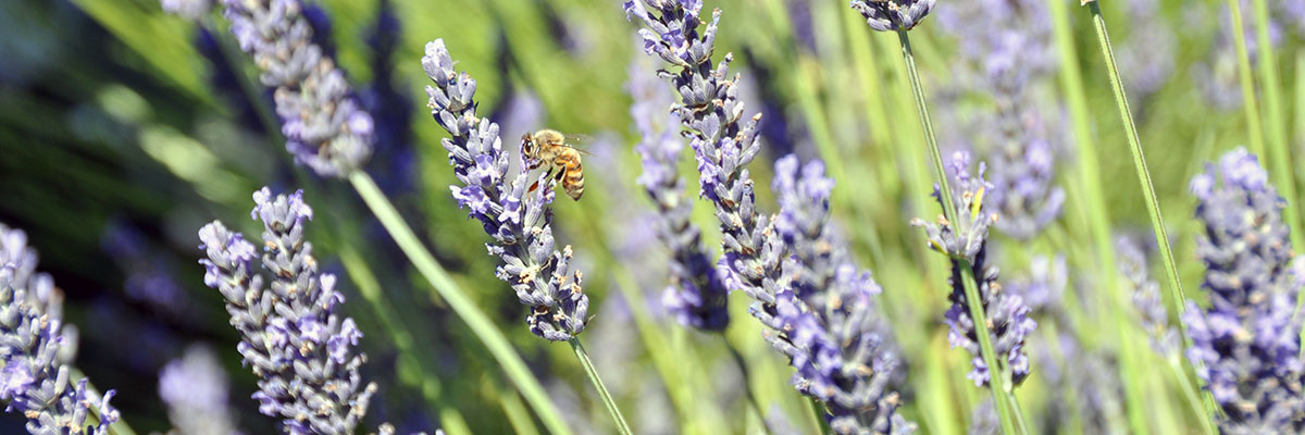 New study discovers gene that makes lavender smell sweet - UBC Okanagan ...