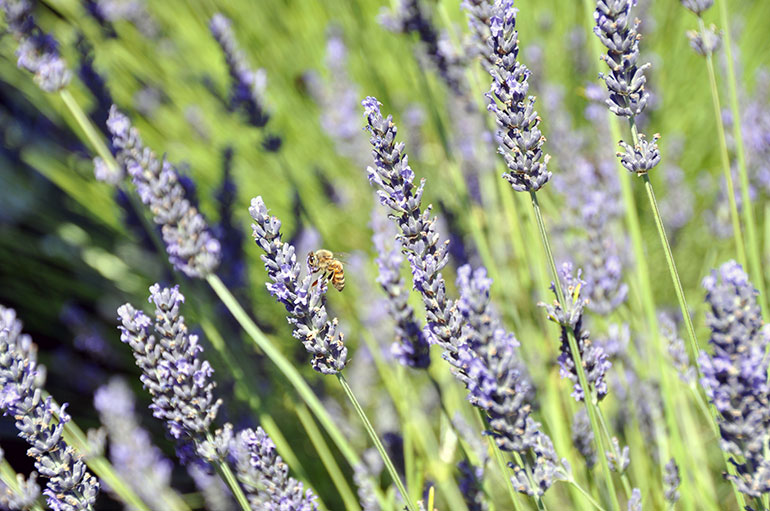 Lavender is known for its purple colour and pleasant aroma.