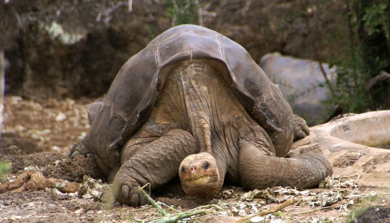 Giant tortoise provides insights into longevity and age-related disease ...