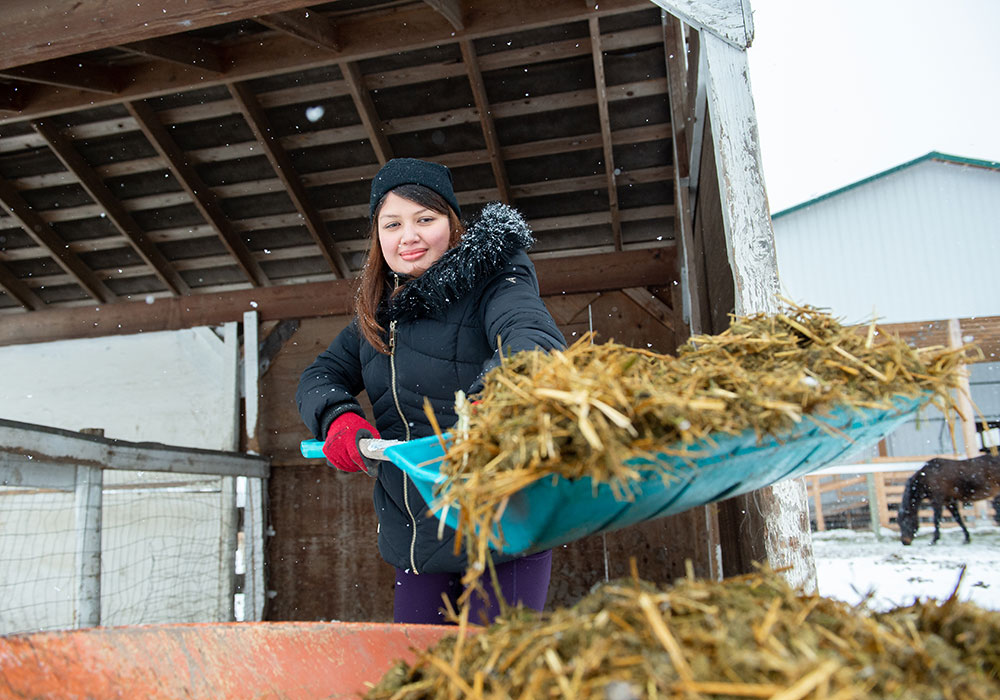A woman shoveling hay in the snow