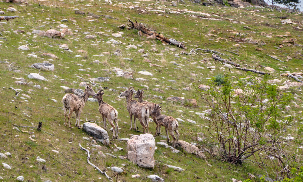 A group of bighorn sheep walk up a grassy mountain field