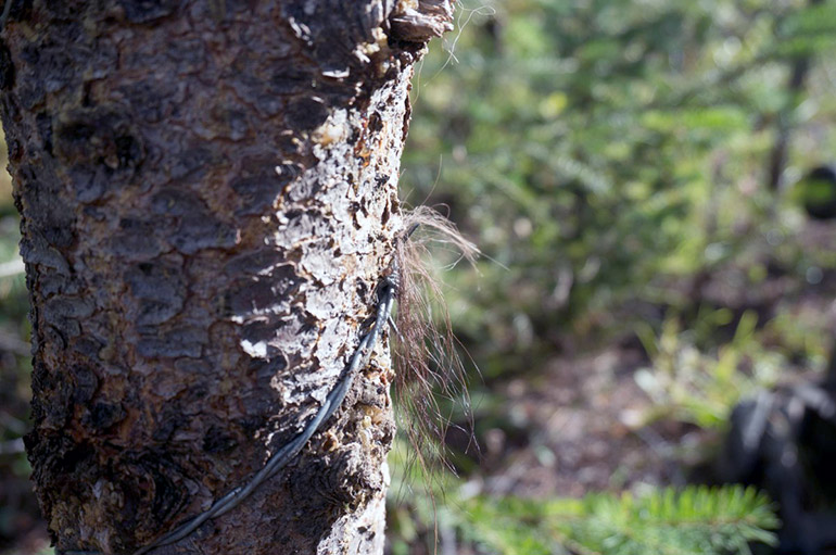 This grizzly bear hair, caught in wire on a tree, can help identify and track the individual animal who rubbed against this tree. UBCO researchers say genetic tagging is an economical and ethical way keep tabs on wild animals.
