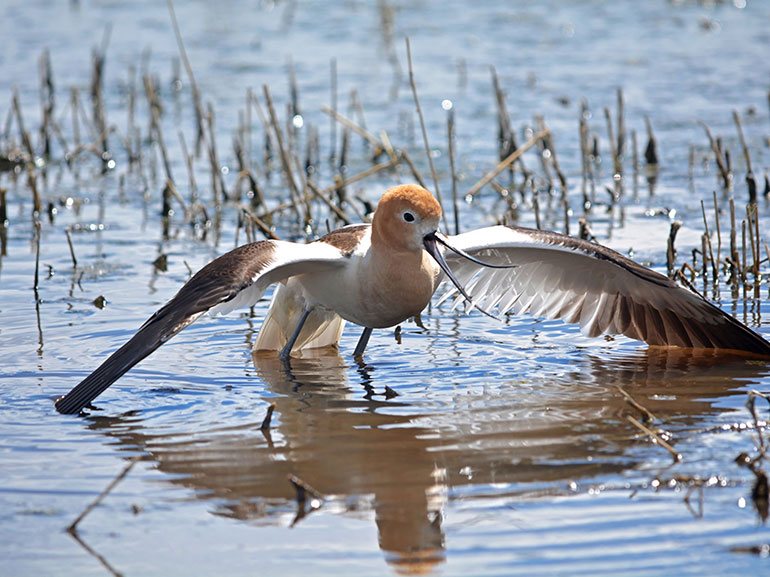 The American avocet is one of many birds that can be spotted around UBCO’s campus. 