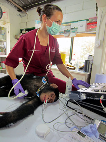 Chimpanzee echocardiogram being performed by Aimee Drane from the International Primate Heart Project. Photo courtesy of Robert Shave.