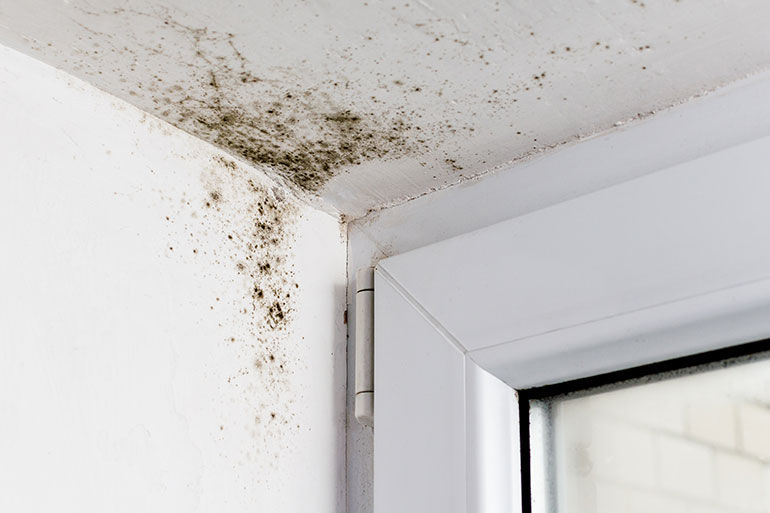UBC research has shown that fungal growth significantly affects the physical and mechanical properties of moisture-exposed drywall. 