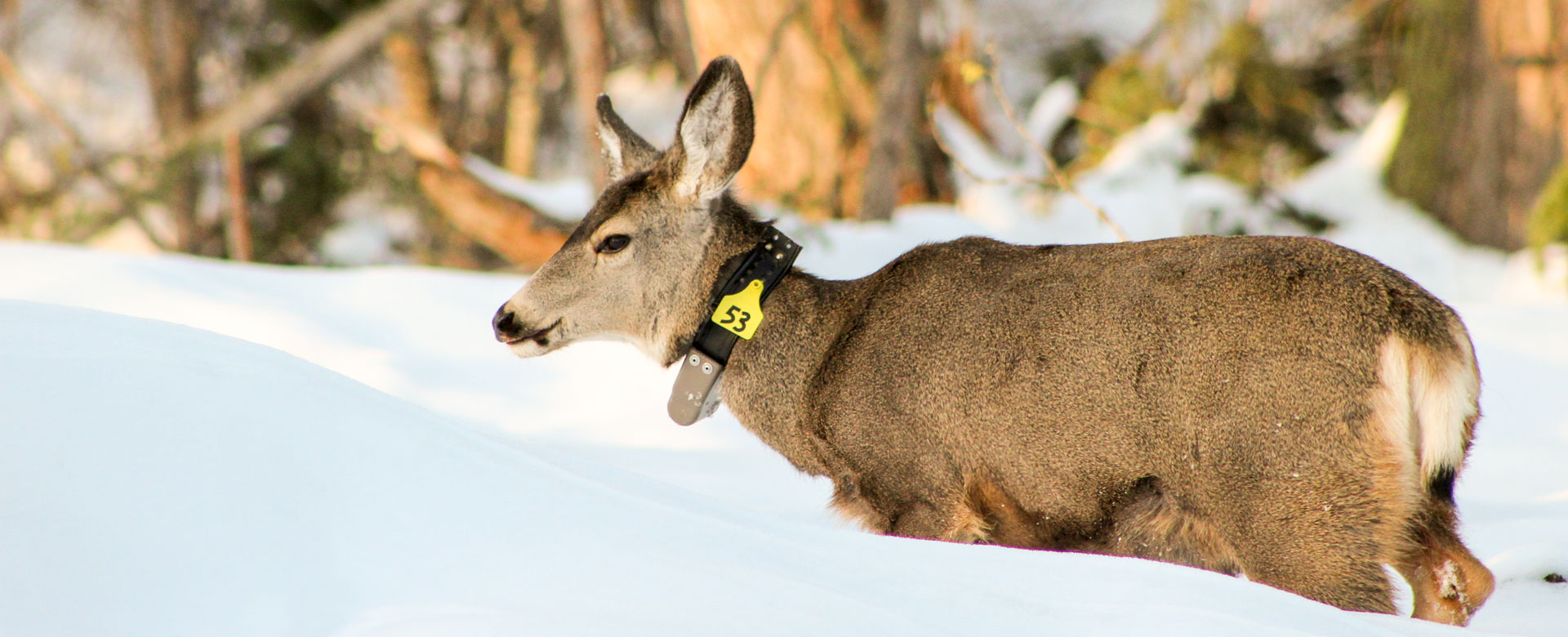 A mule deer in a snowy field