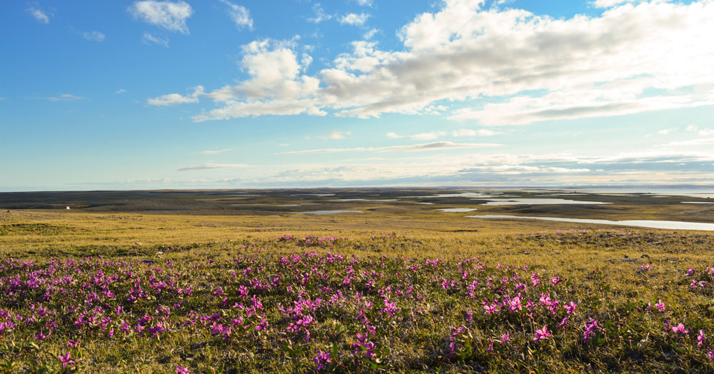 Landscape view of wildflowers in Nunavut.