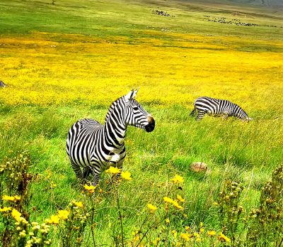 Zebras roaming free in Tanzania