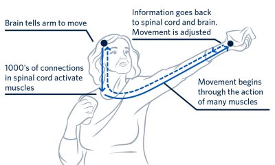 Graphic explaining how movement happens from the brain to the limb