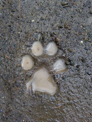 Wolf paw print in mud