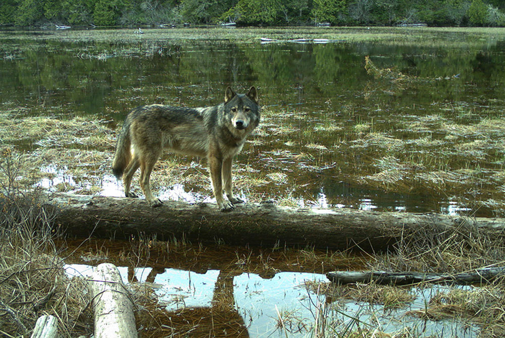Wolf walking on a log