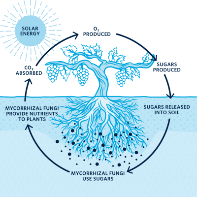 Illustration of the photosynthesis process