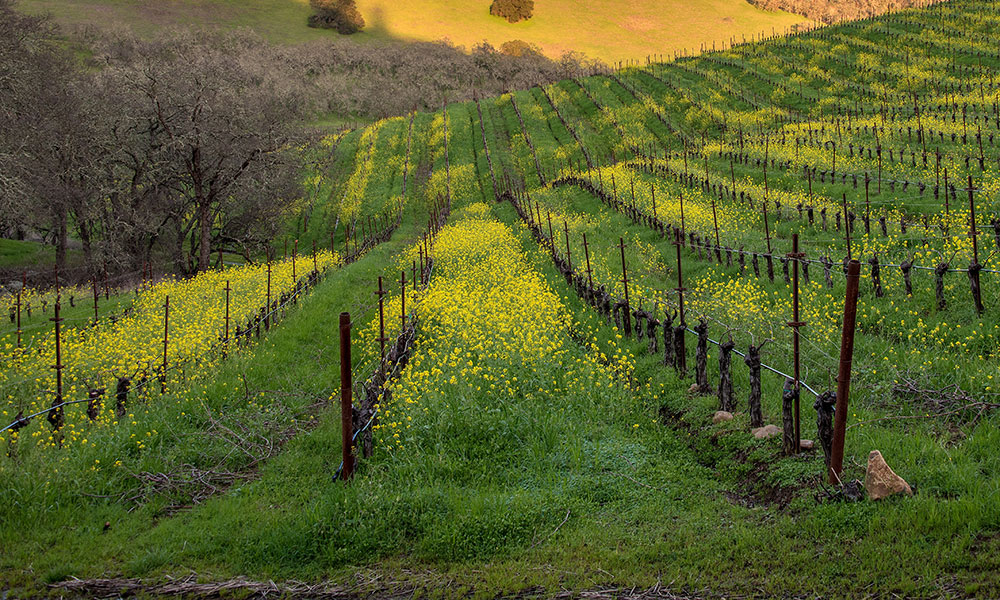 Photo of a cover crop in a vineyard