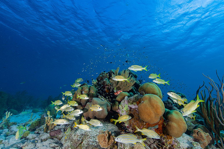 A UBCO researcher is using years of compiled data to determine how virtual reef communities will respond to threats including cyclones and coral bleaching. Photo credit: Jean-Philippe Maréchal.
