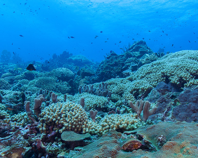 Coral species differ in their contribution to the complexity of the habitat, and their response to disturbances and capacity to compete. Modelling the resilience of coral communities will help ecologists design reef management and restoration strategies. Photo credit: Jean-Philippe Maréchal.