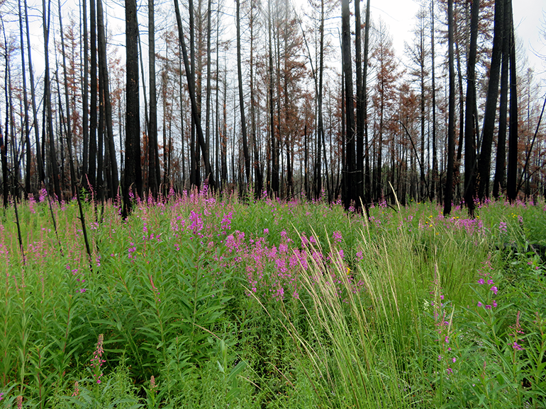 Landscape left untouched after a wildfire can regenerate and create protective cover for red squirrels and the snowshoe hare, and important species like coyotes, lynx, bobcats and owls depend on it to survive. Photo credit Angelina Kelly.