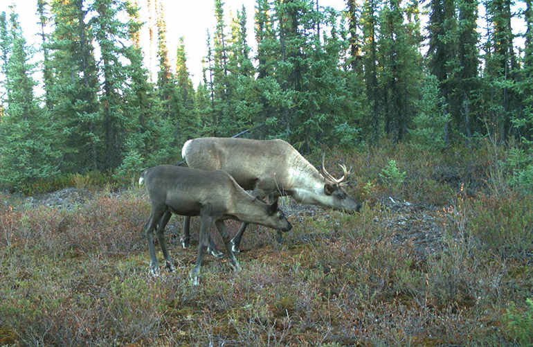 A team of researchers has determined the declining caribou population is part of a natural chain reaction from forest harvesting which can attract predators and competition for food. 