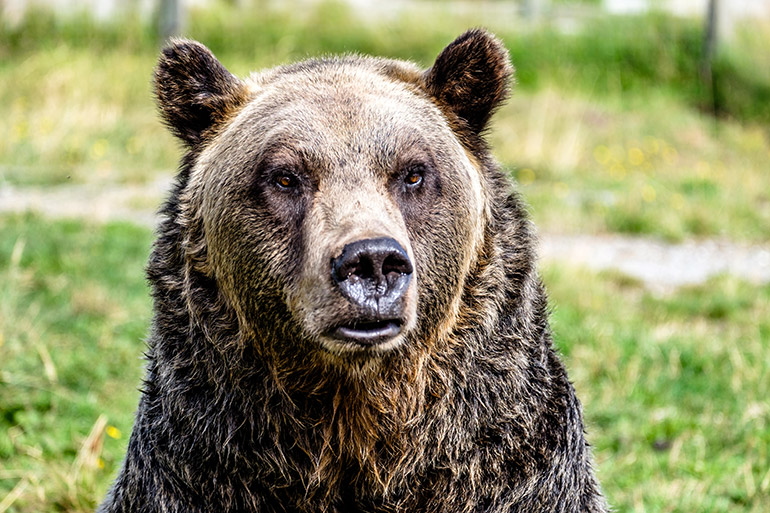 UBCO researchers are concerned about how the actions of some scientists, advocacy groups and the public are eroding efforts to conserve biodiversity, including grizzly bears, wild bees and salmon.